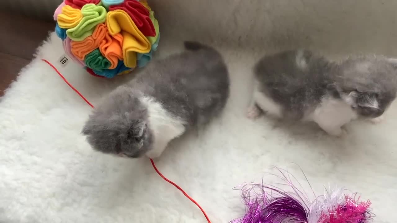 Persian cats for sale: Pedigree Persian Kittens - Video 1