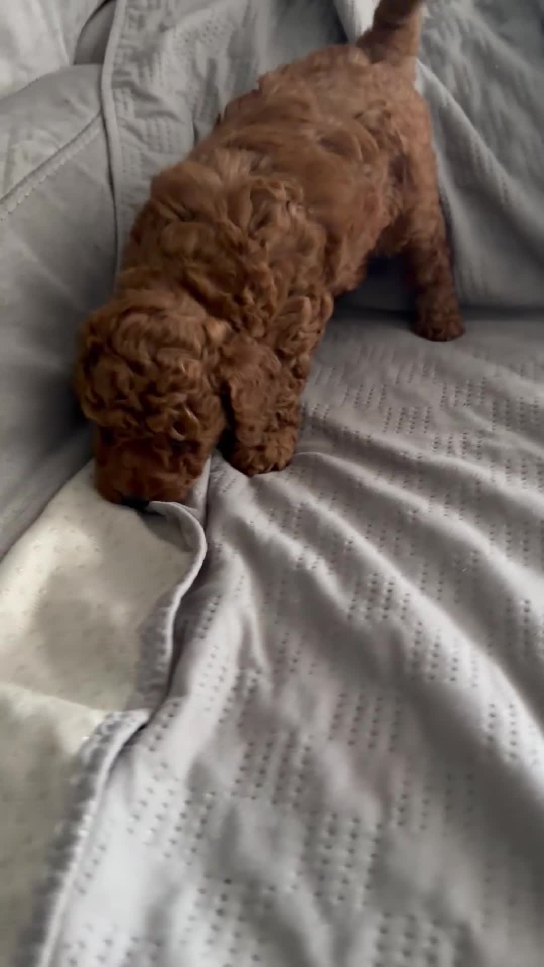 Toy Poodle dogs for sale: Beautiful Red Toy Poodle Puppies -Boy & Girl  - Video 2