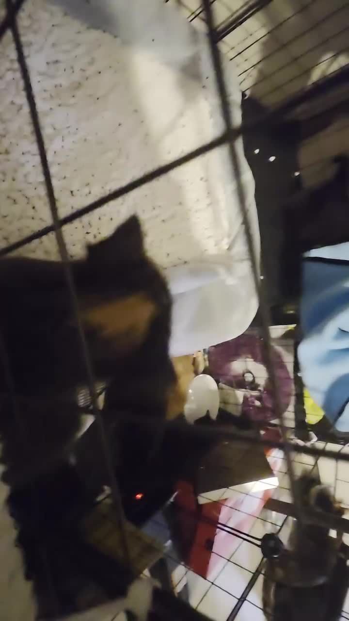 Mixed Breed cats for sale: 8 kittens for homes 4 boys 3 girls - Video 2