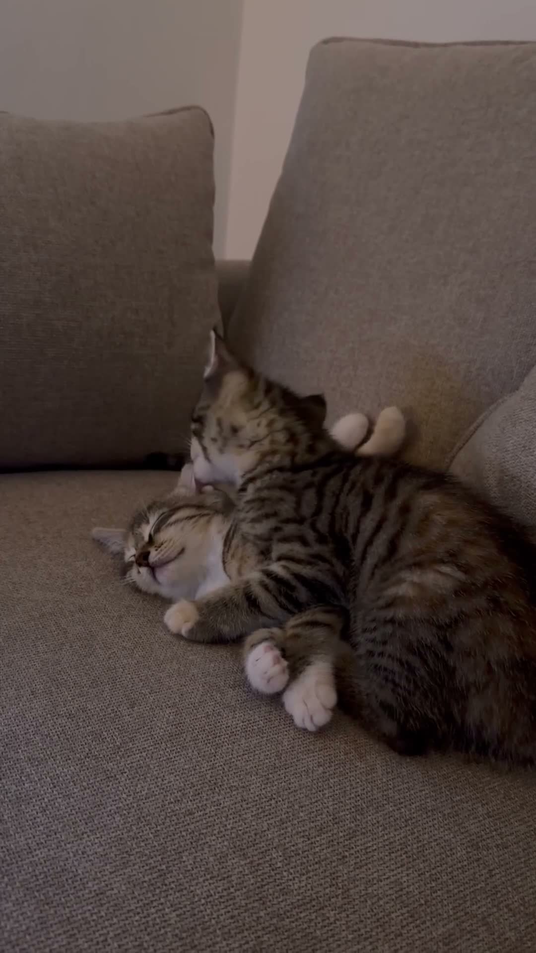 Egyptian Mau cats for sale: Two Bengal/Mau Sister Kittens 🐾 £75 for Both - Video 1