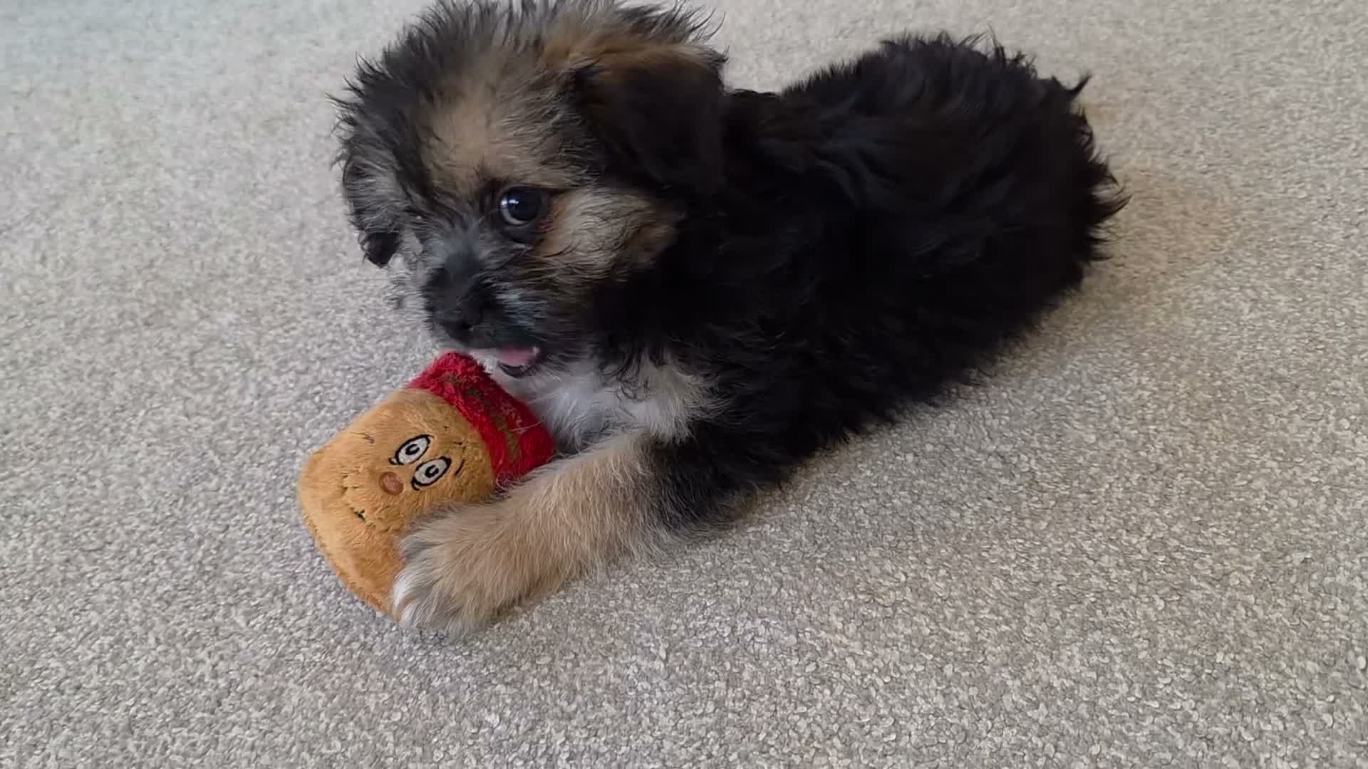 Mixed Breed dogs for sale: Beautiful Shorkie-Poo / Pom-Poo Puppies - Video 1