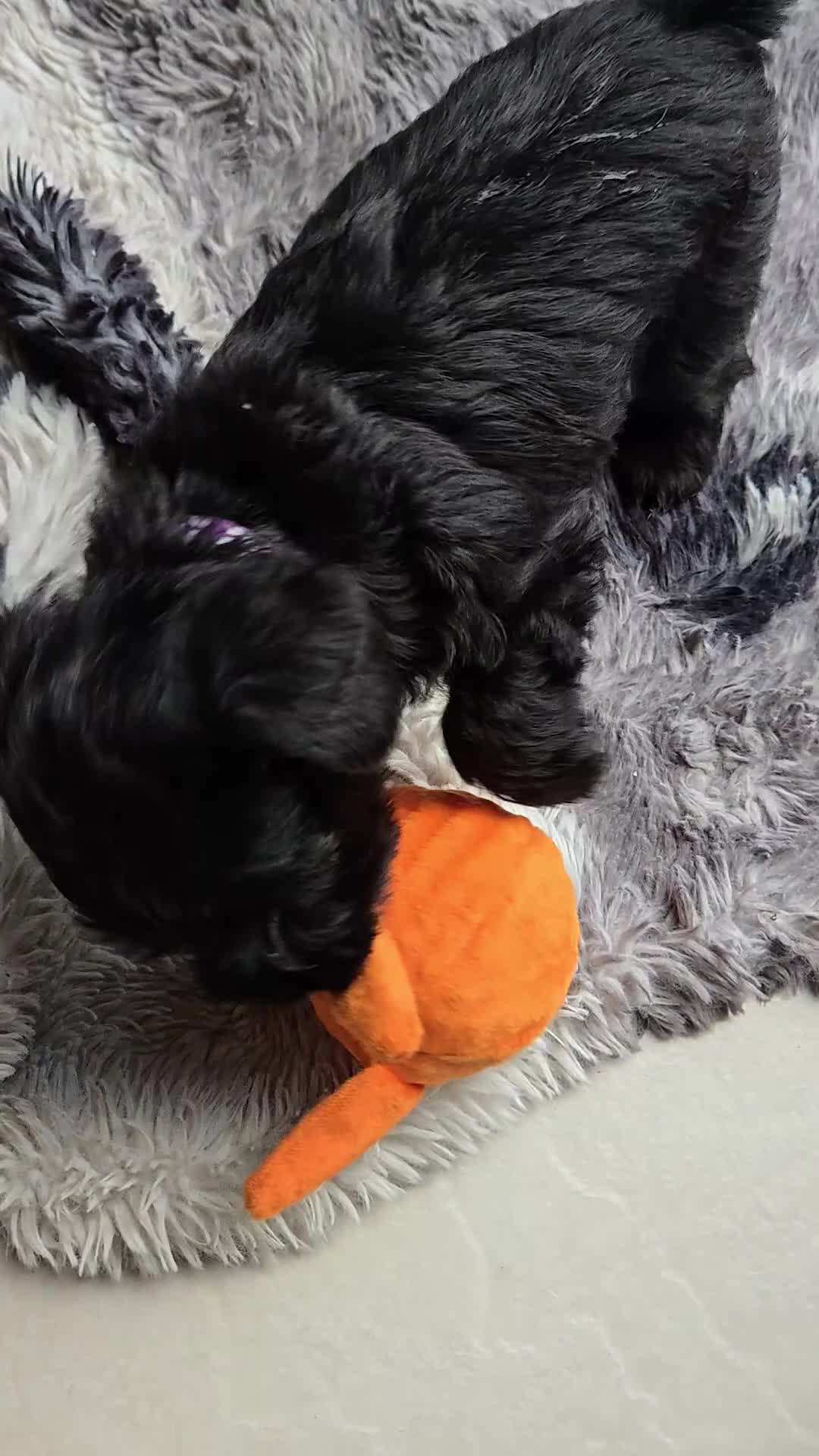 Miniature Schnauzer dogs for sale: Stunning KC Reg Mini Schnauzer - Video 1