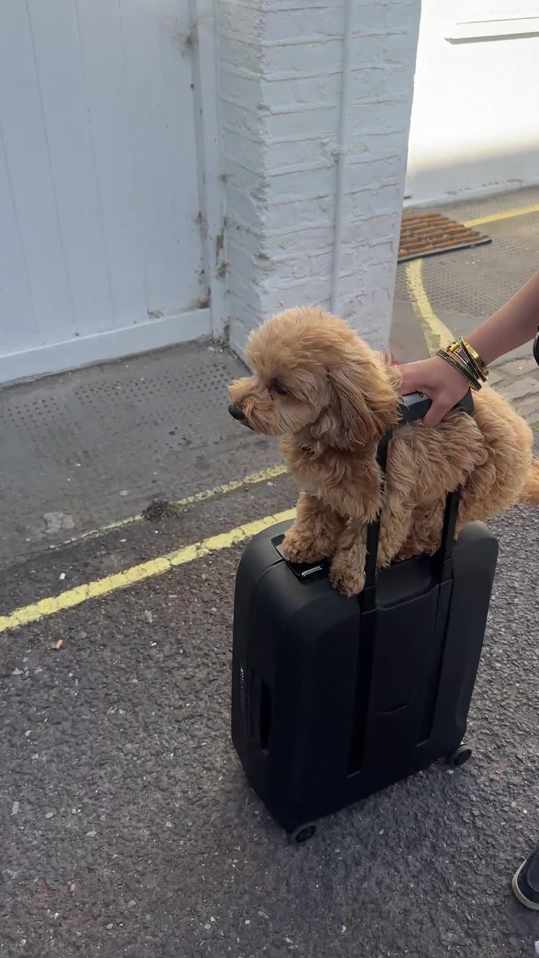 Mixed Breed dogs for stud: JEAN PHILIPPE COCKAPOO X TOY POODLE - Video 1