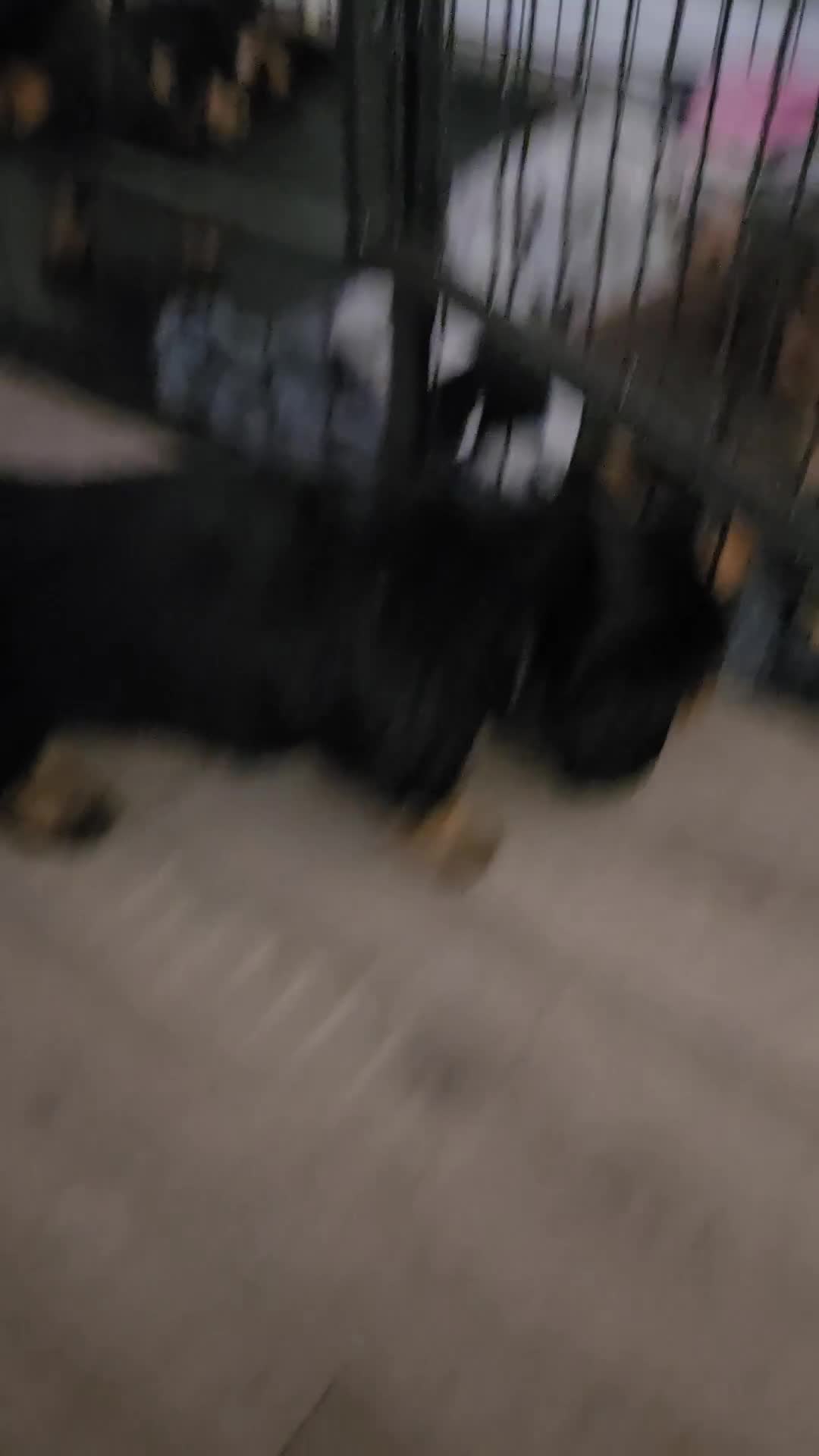 Miniature Dachshund dogs for sale: Miniture dashchounds - Video 2