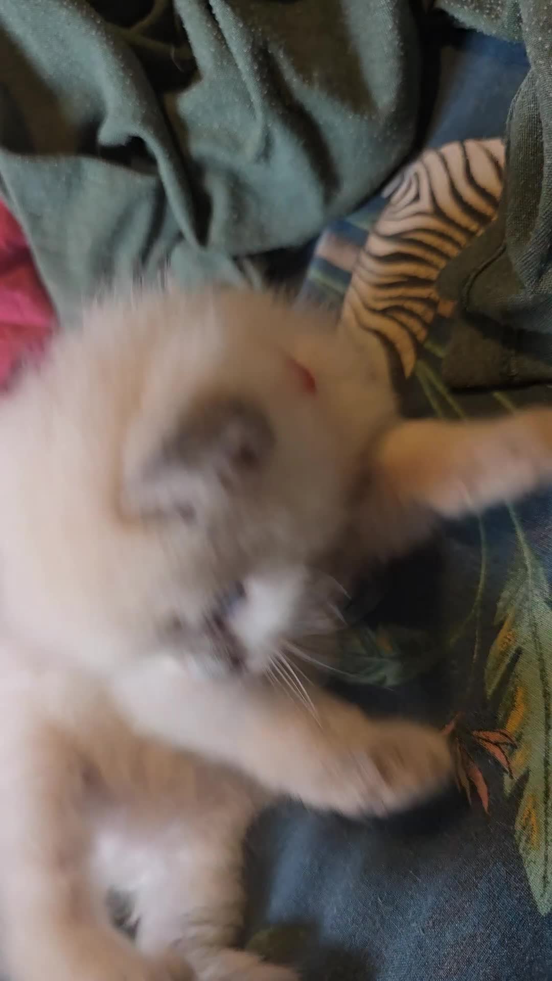 Ragdoll cats for sale: Affectionate Ragdoll Kittens Health-Tested Line - Video 5