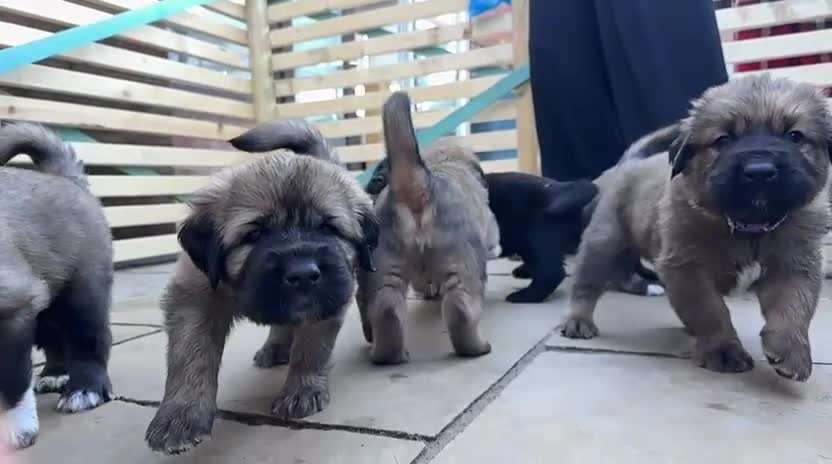 Mixed Breed dogs for sale: Very Rare Tibetan Saint Puppies 2nd Gen - Video 1