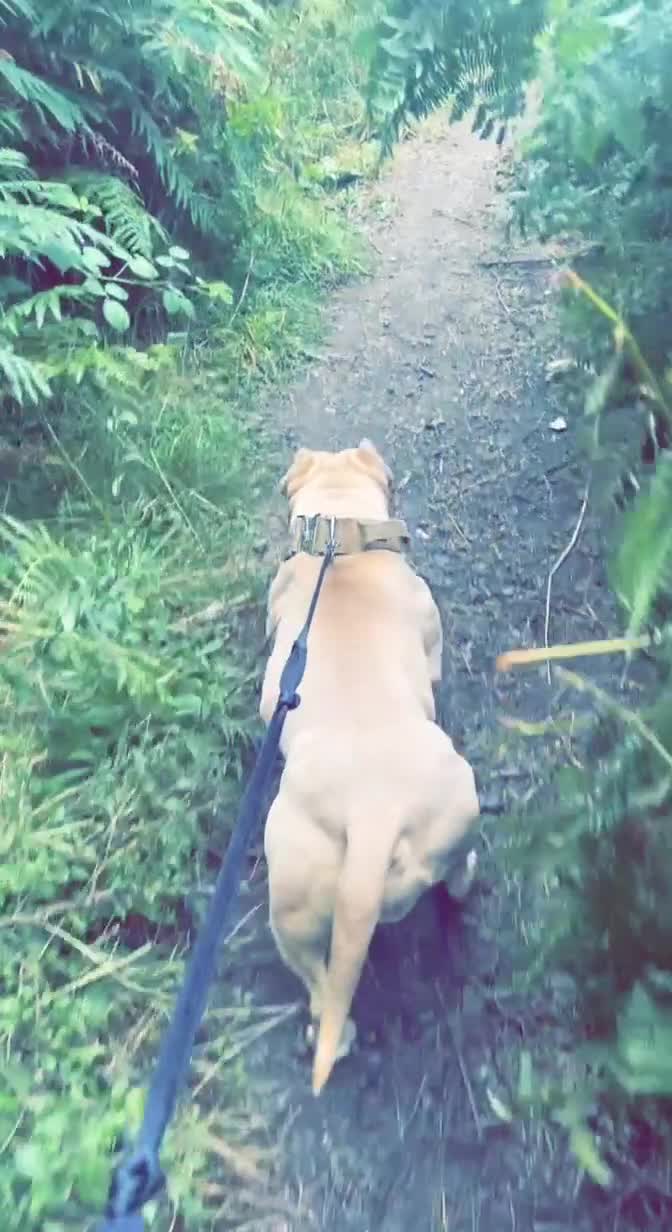 American Bully dogs for sale: Pocket bully  - Video 1