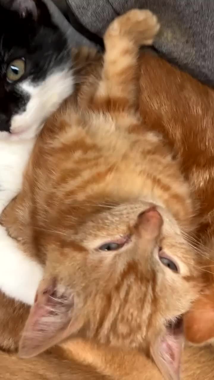 Mixed Breed cats for sale: Beautiful Black&White Kitten - Video 3