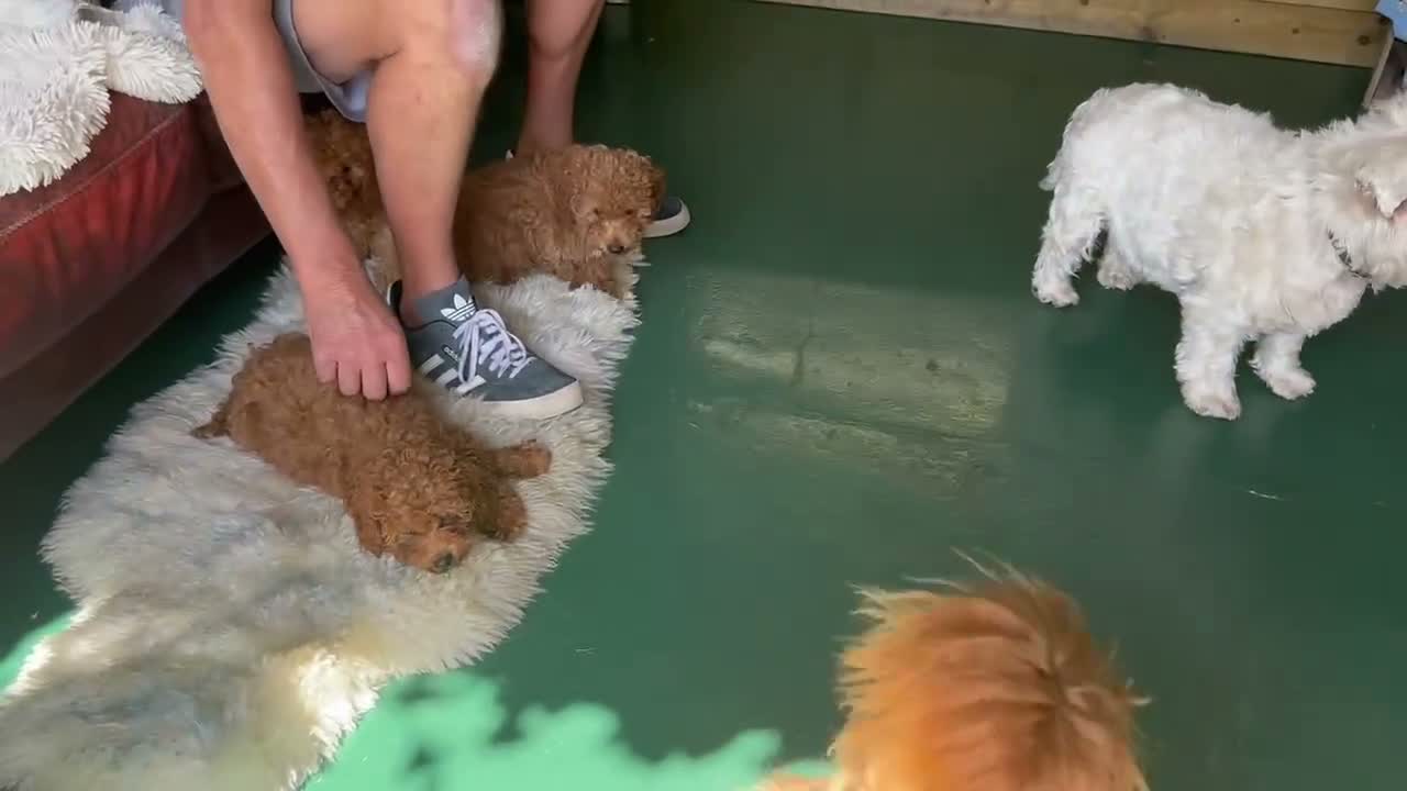 Miniature Poodle dogs for sale: Pedigree Miniature Poodles - Video 2
