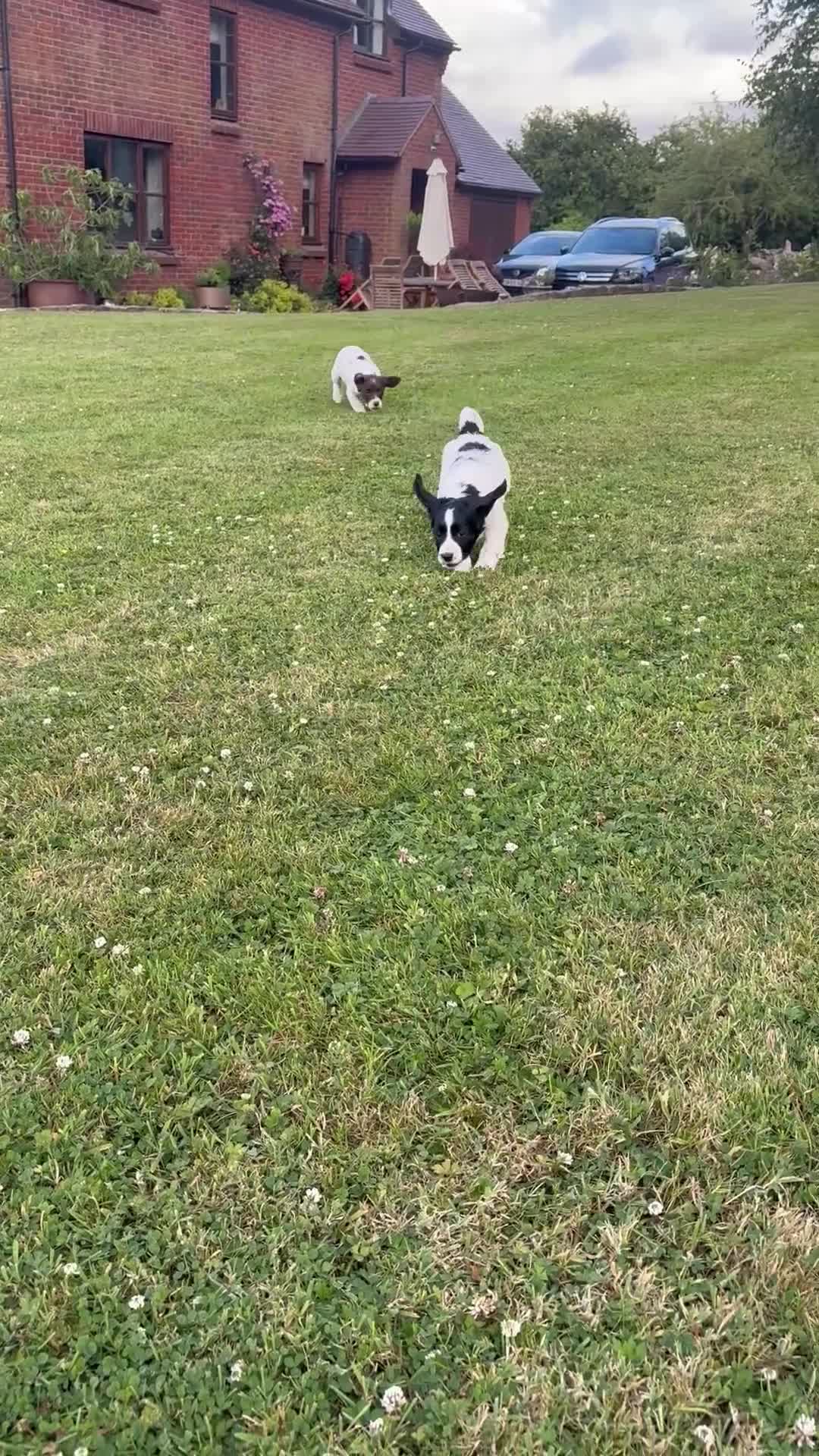 Mixed Breed dogs for sale: One Sprockador bitch pup available.  - Video 2