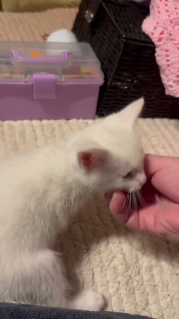 Mixed Breed cats for sale: Kitten  - Video 1