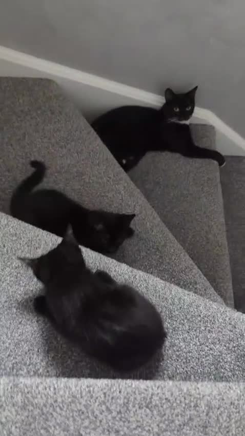 Domestic Shorthair cats for sale: Why nobody wants us? 😞😿 - Video 1