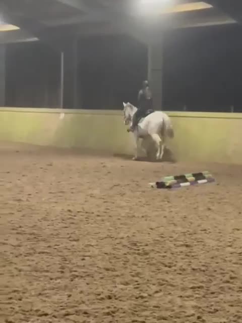 English Thoroughbred horses for sale: Grey Thoroughbred gelding  - Video 2