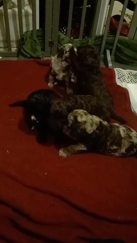 Cockapoo dogs for sale: F1 miniature cockapoos available 16th feb - Video 2