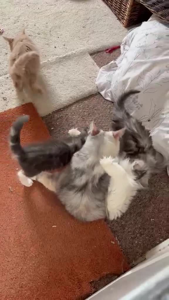 Maine Coon cats for sale: Maine coon kittens  - Video 1