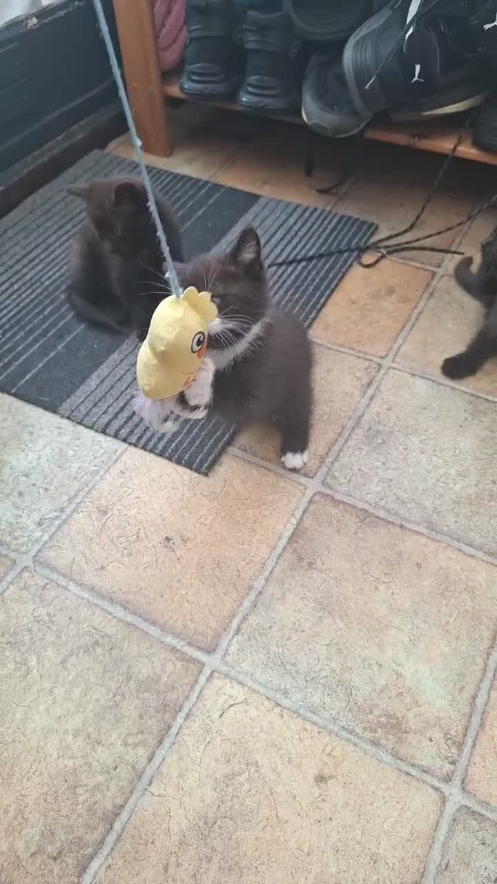 Mixed Breed cats for sale: 6 mixed-breed kittens - Video 1