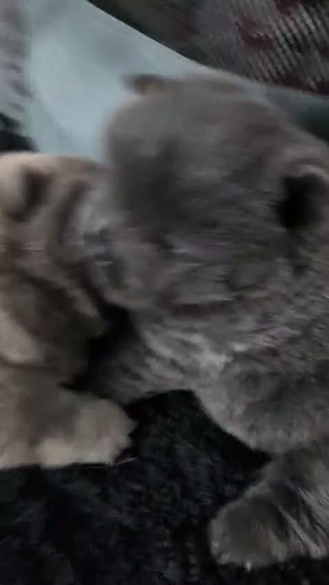 Chow Chow dogs for sale: Chow chow puppies in Worksop - Video 1
