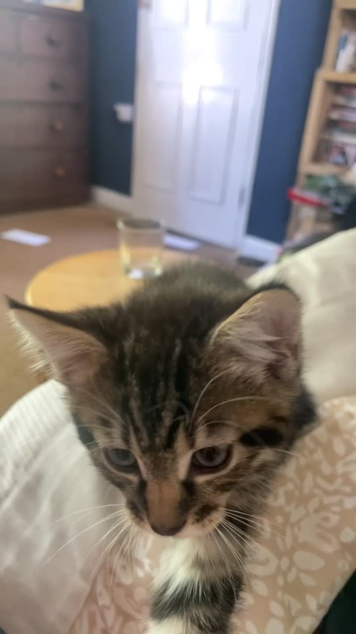 Domestic Shorthair cats for sale: beautiful male kitten for sale - Video 1