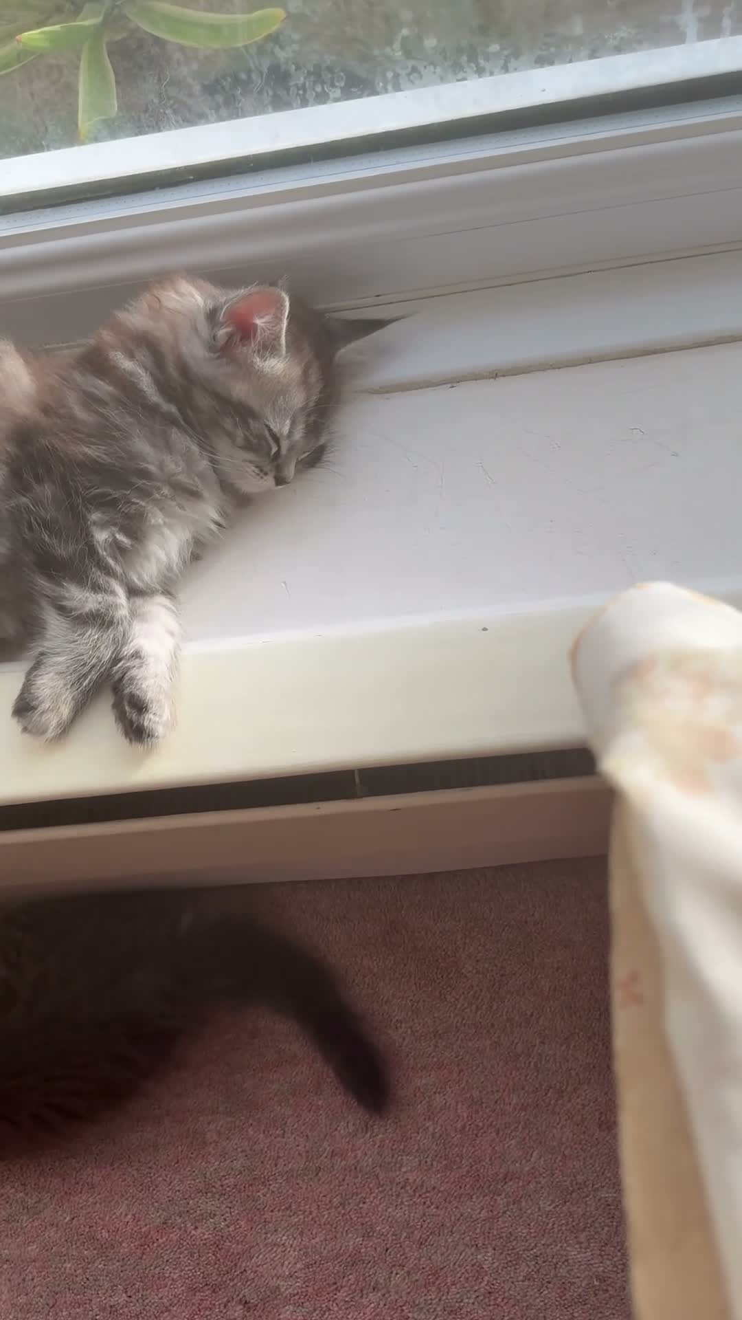 Mixed Breed cats for sale: Mainecoon/Ragdoll kittens  in Winscombe - Video 3
