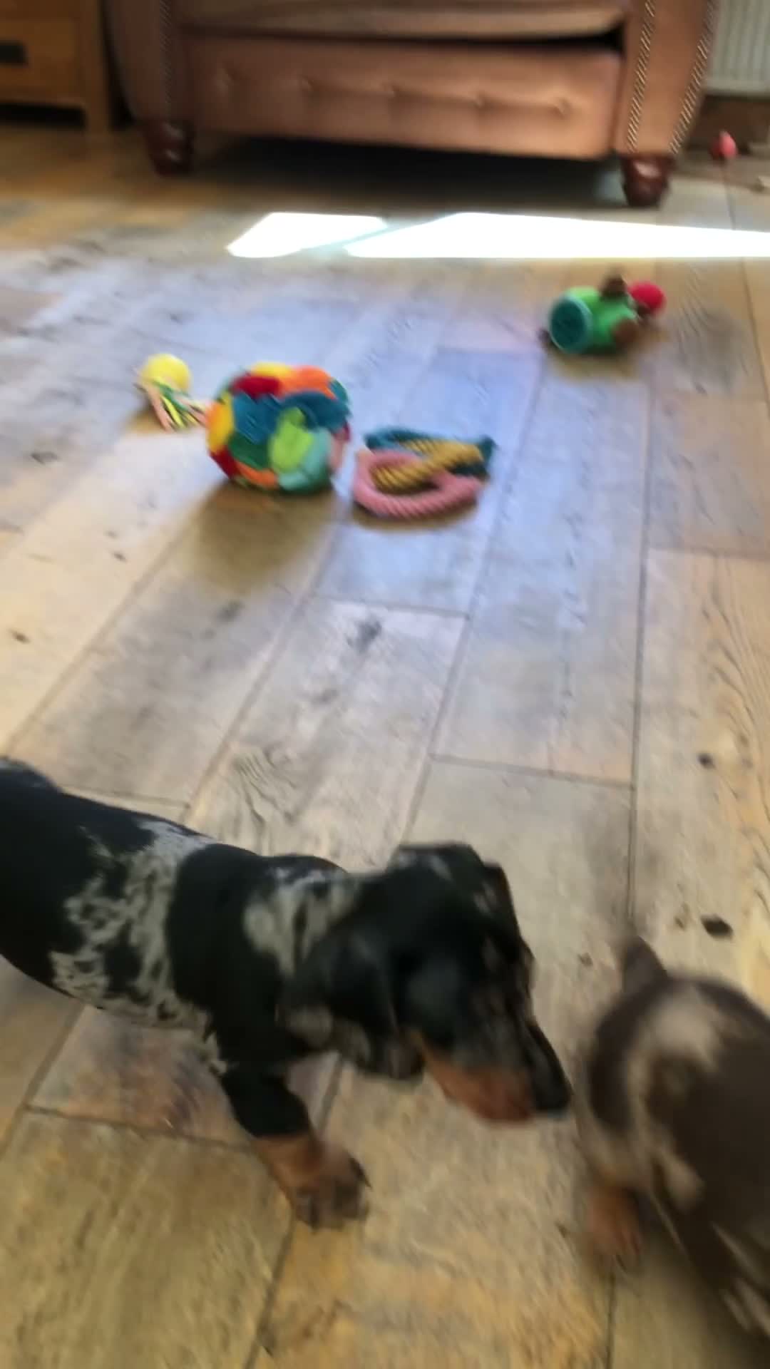 Miniature Dachshund dogs for sale: KC registered, PRA clear, Silver dapple, Male - Video 1