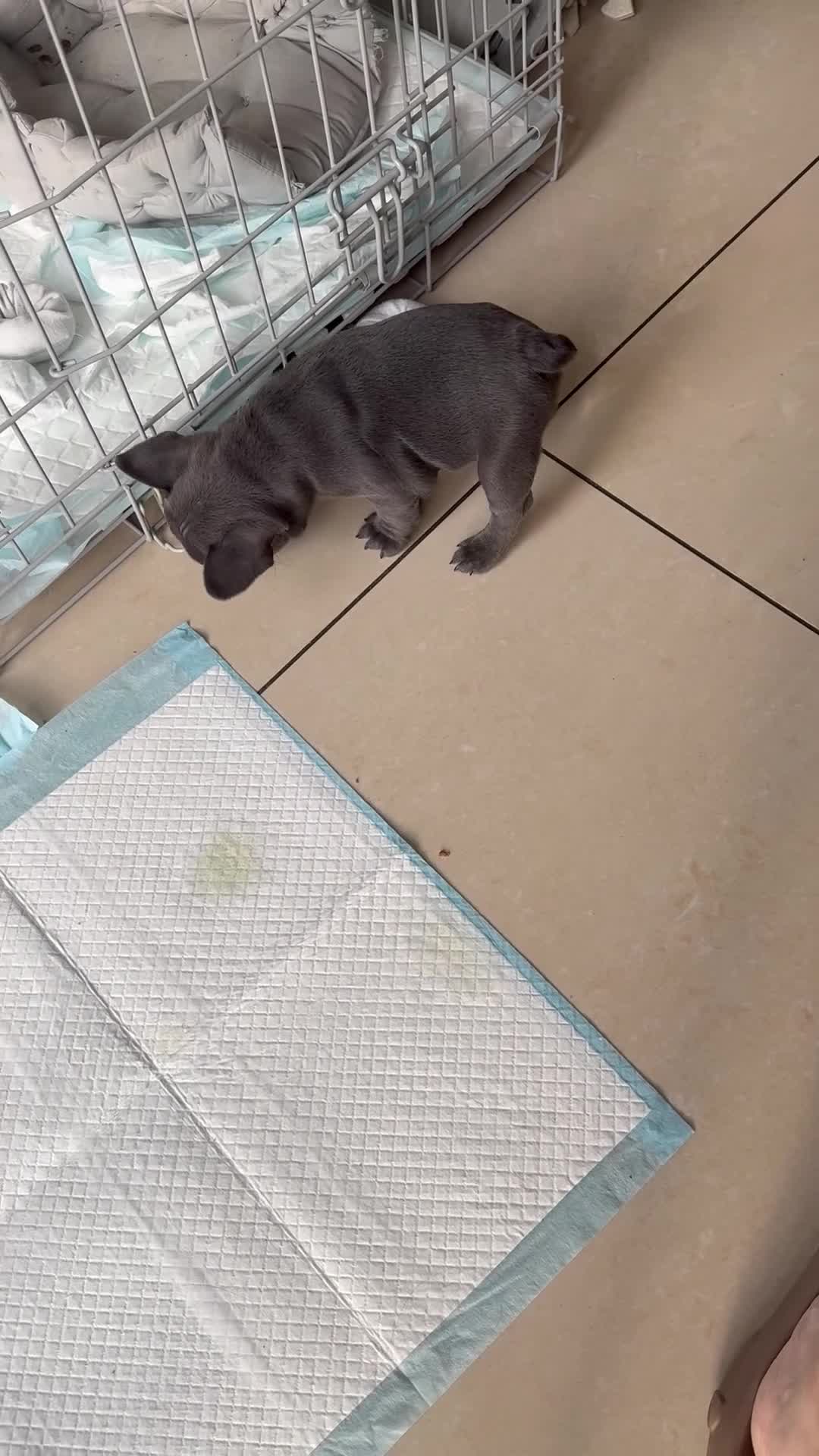 French Bulldog dogs for sale: French Bulldog Puppy (Female) - Video 1