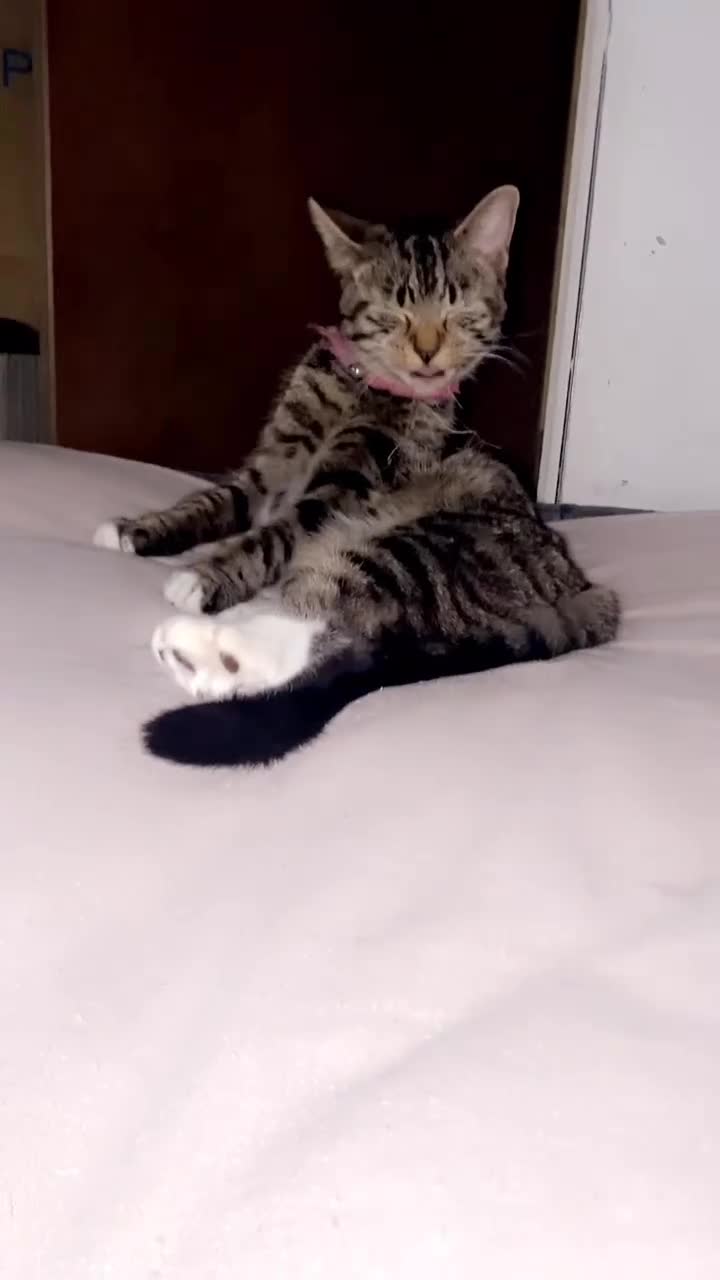 Mixed Breed cats for sale: Kitten  - Video 1