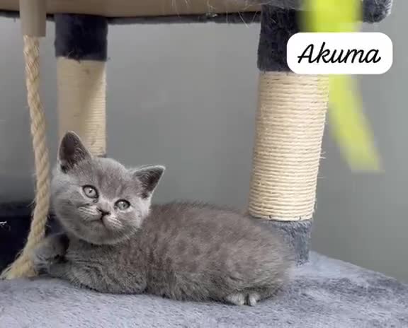 British Shorthair cats for sale: 4 Blue Striped Spotted British shorthair kittens - Video 4