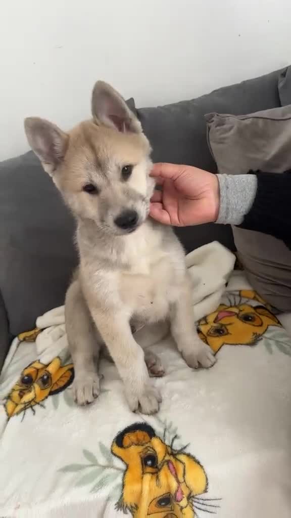 Siberian Husky dogs for sale: Siberian husky  in Dudley - Video 3