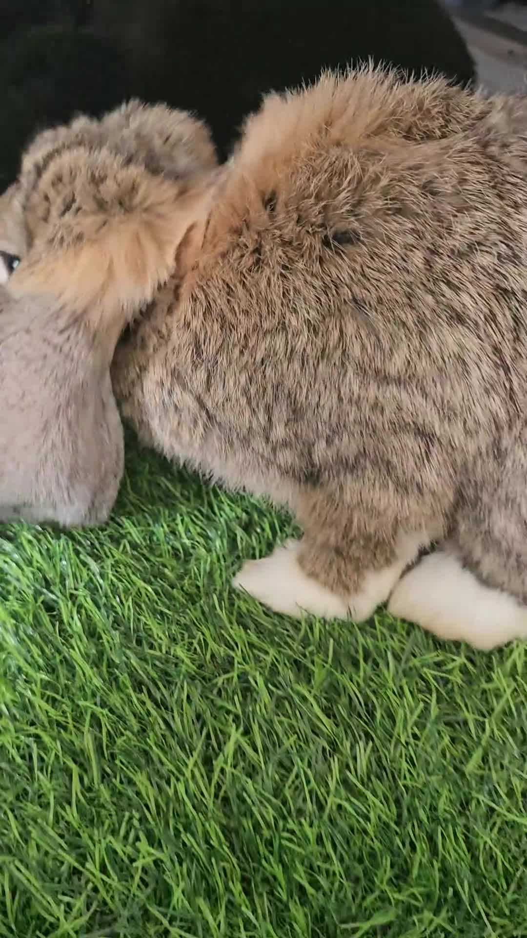 French Lop rabbits for sale: Vaccinated Giant French Lop Babies  - Video 1