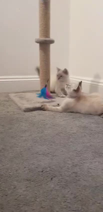 Siberian cats for sale: Beautiful Neva Masquerade kittens - Video 3