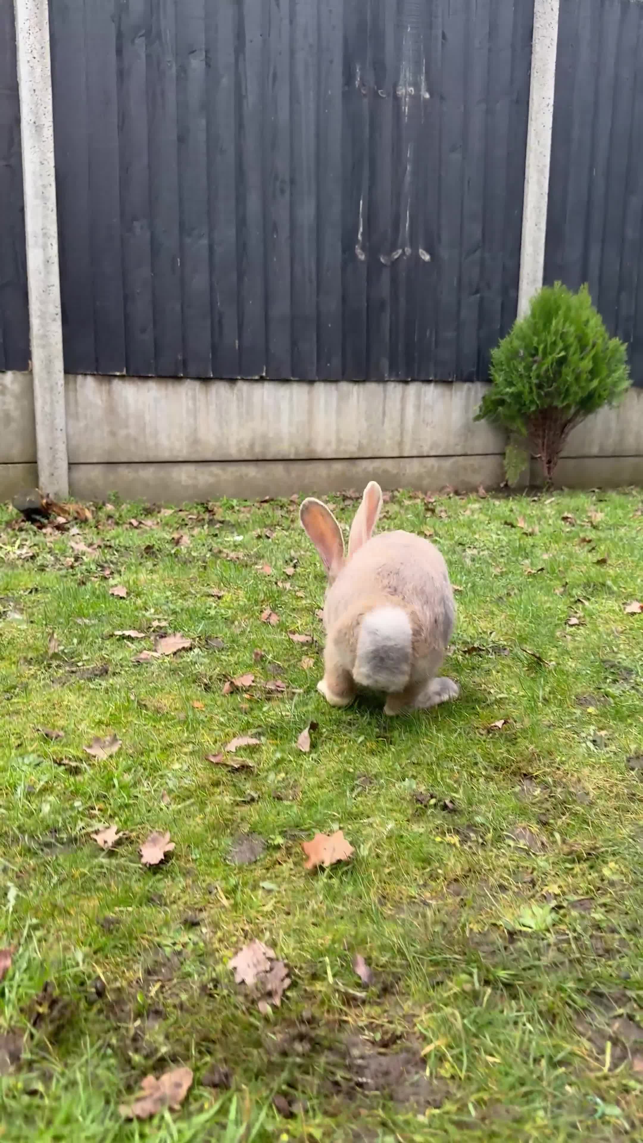Continental Giant rabbits for sale: Giants Rabbits  - Video 2