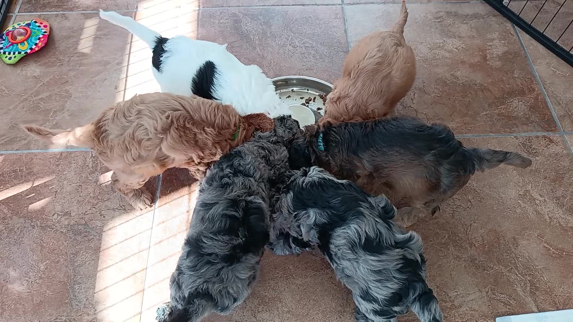 Cockapoo dogs for sale: Only one blue merle girl left, F2B Cockapoo  - Video 1