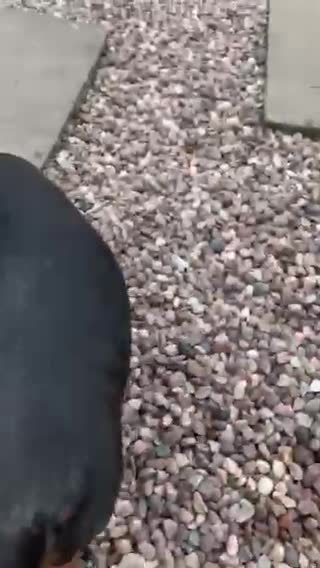 Miniature Dachshund dogs for stud:  Handsome Silver Dapple in Brecon - Video 1