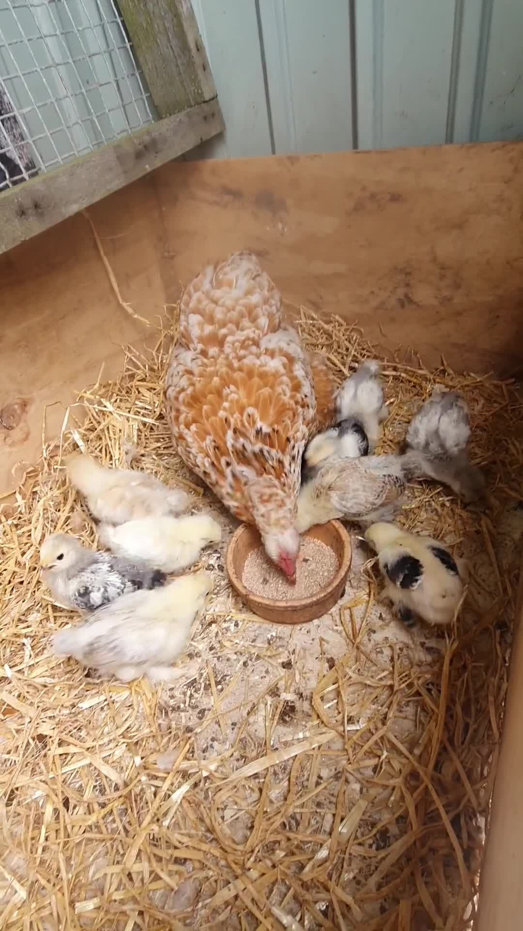 Chickens poultry for sale: Pekin x silkie chicks - Video 1
