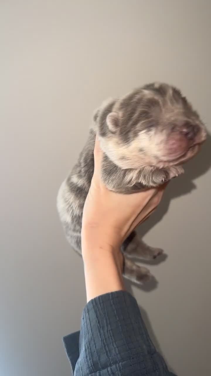 Chow Chow dogs for sale: Lilac Merle and lilac chow chow puppies for sale  - Video 1