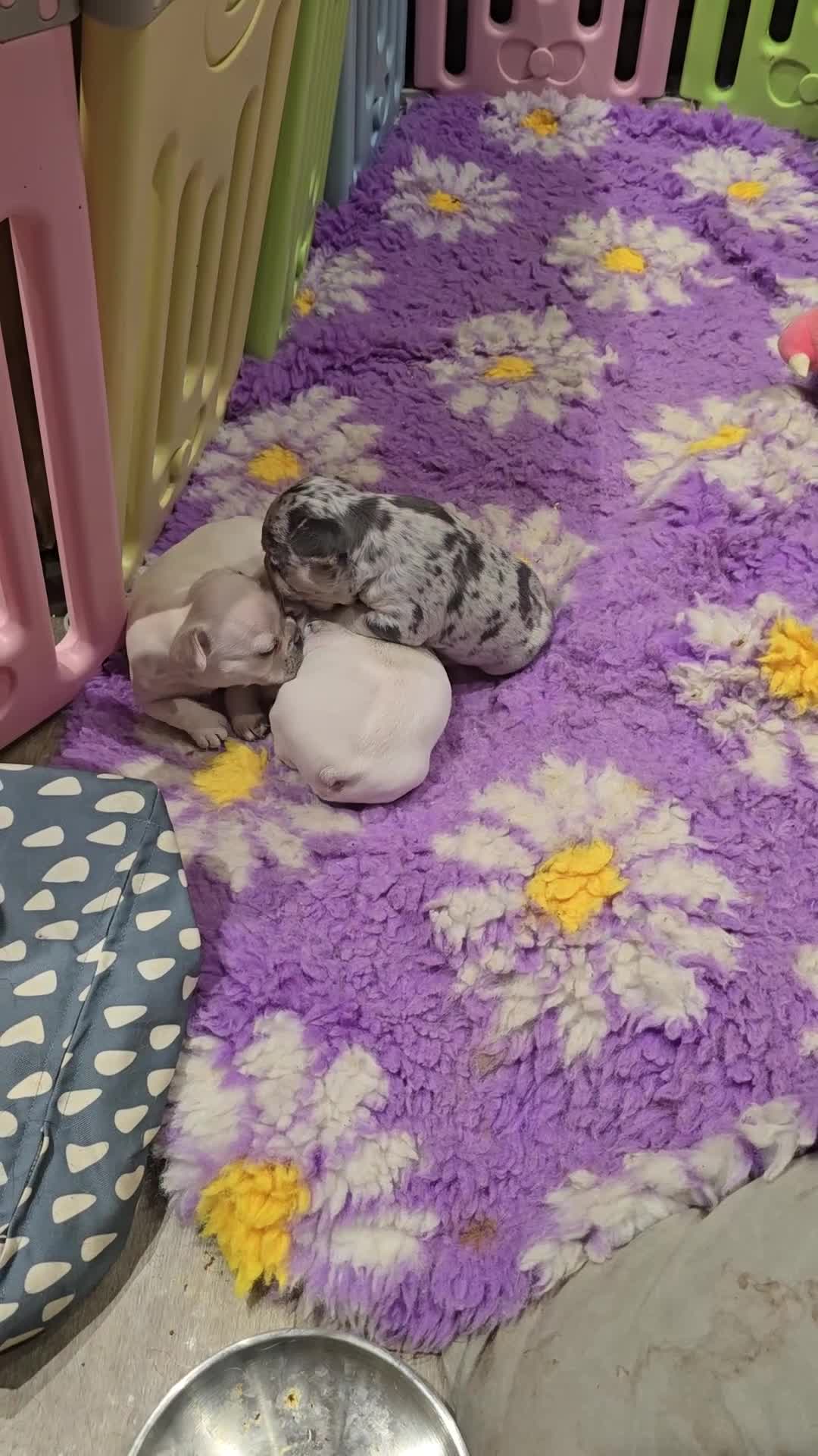 French Bulldog dogs for sale: French bulldog puppies  - Video 3