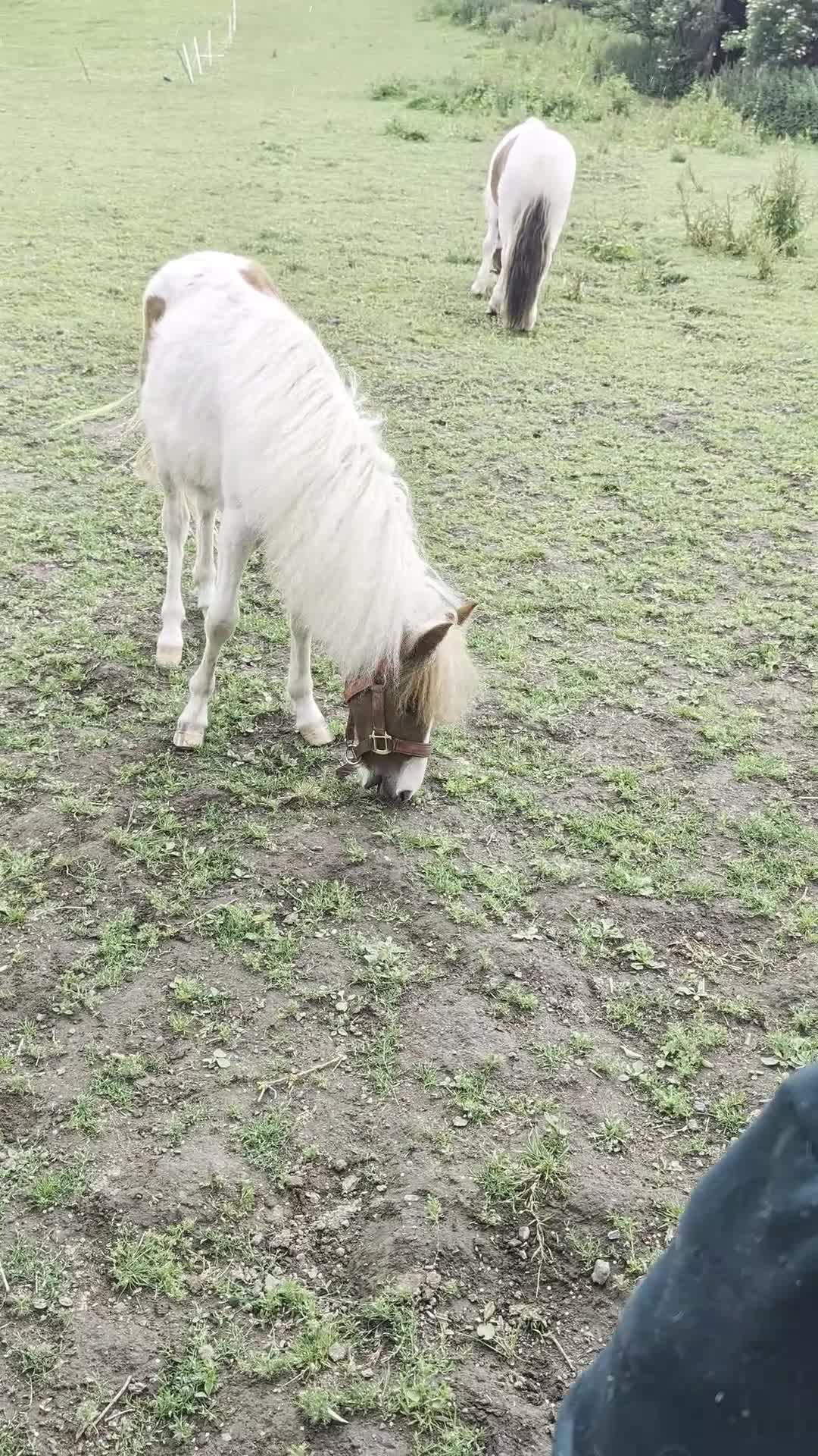 Dartmoor horses for sale: 12 hh pony looking for his forever home - Video 1