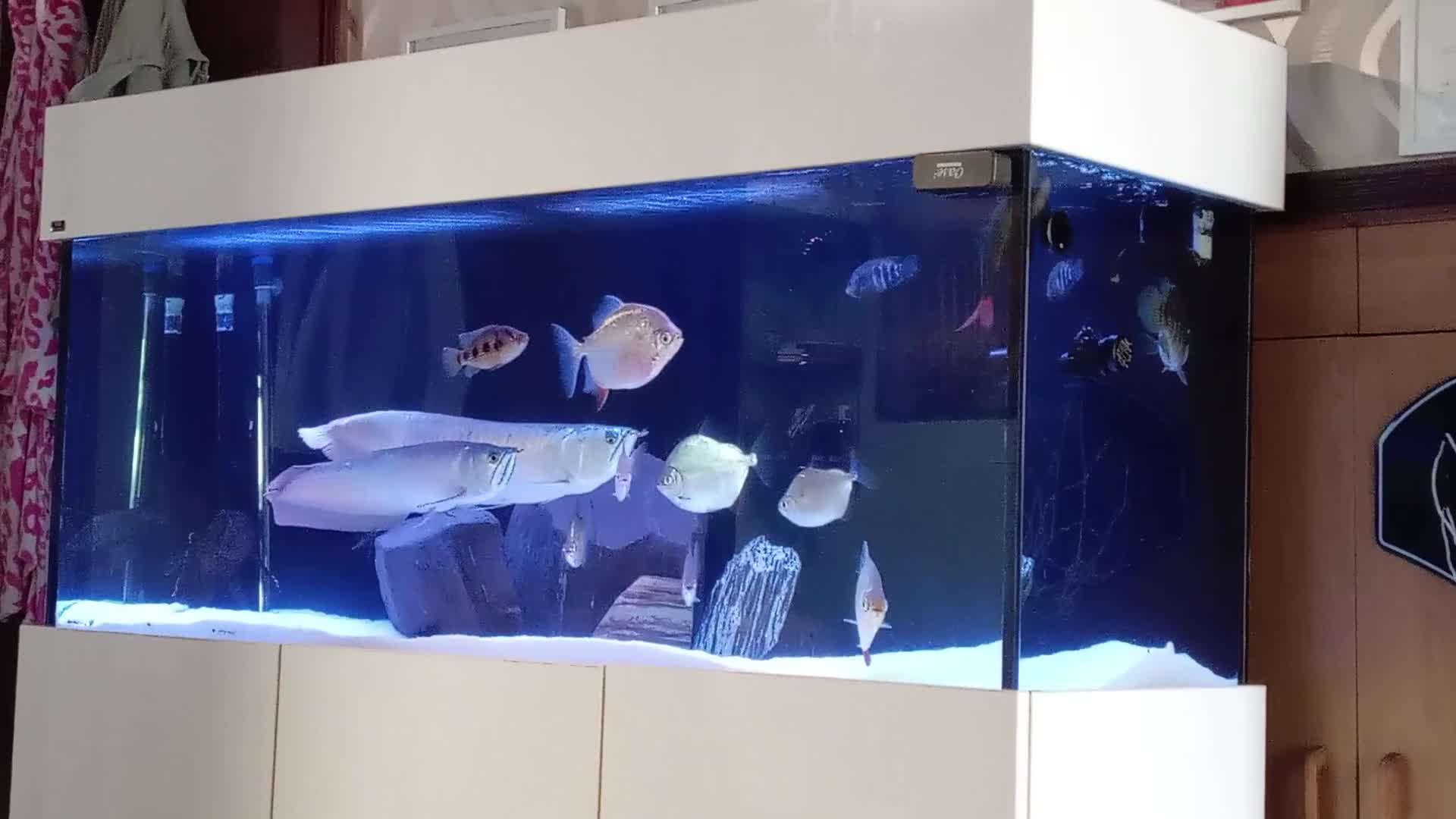 Brackish Fish fish for sale: Have 7 silver dollars 2 arowana for sale.  - Video 1