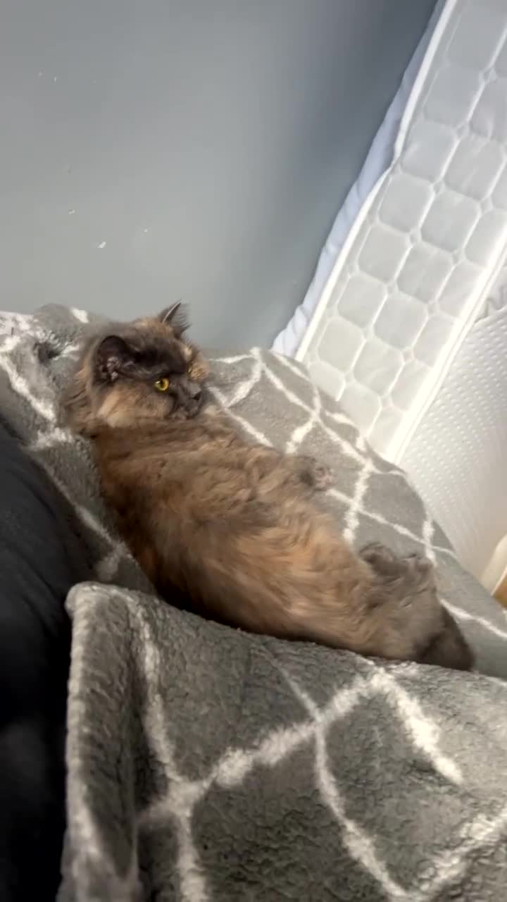Ragdoll cats for sale: Ragdoll for sale  - Video 2