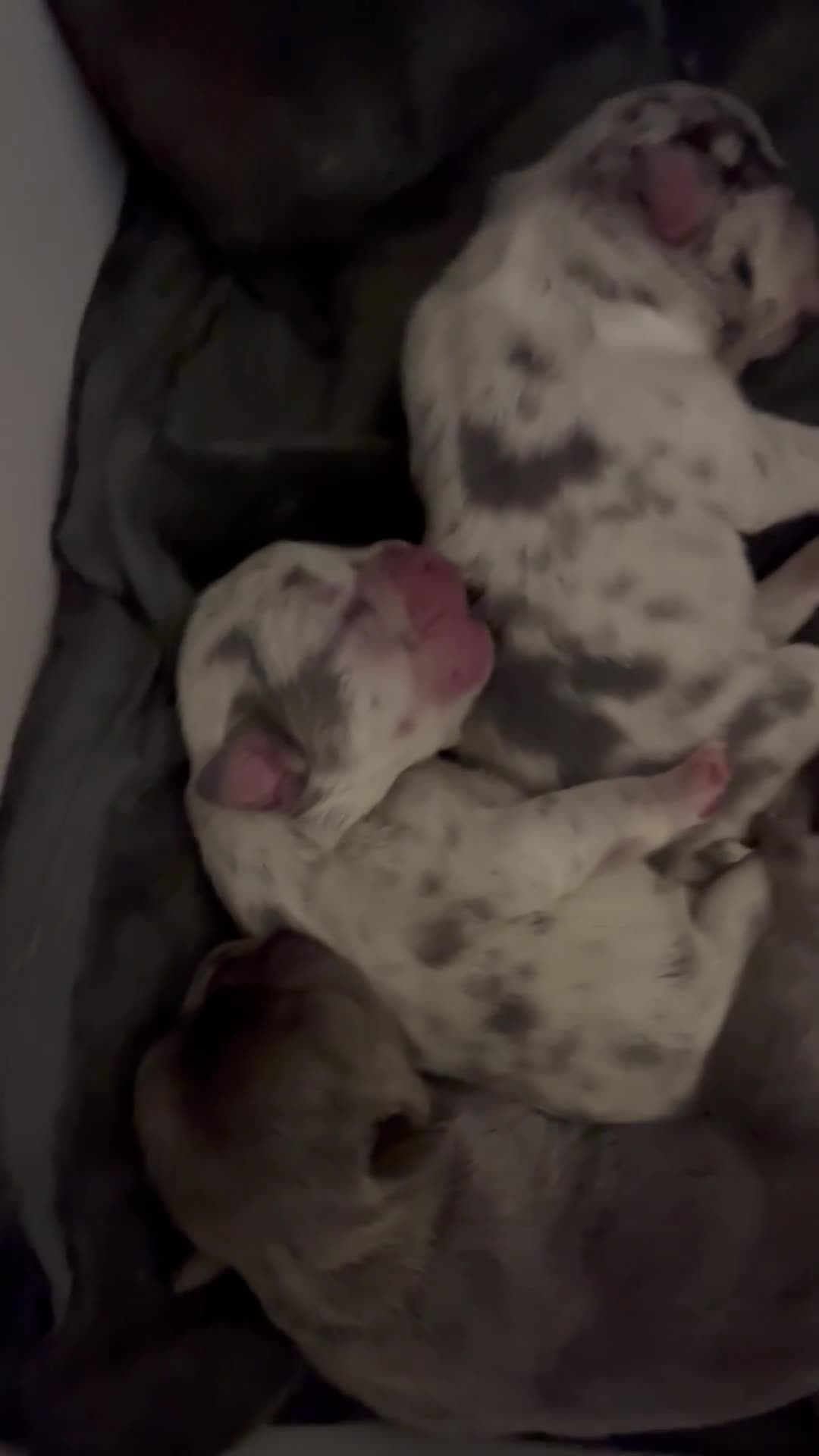 French Bulldog dogs for sale: Beautiful litter of 10 French bulldogs! - Video 1