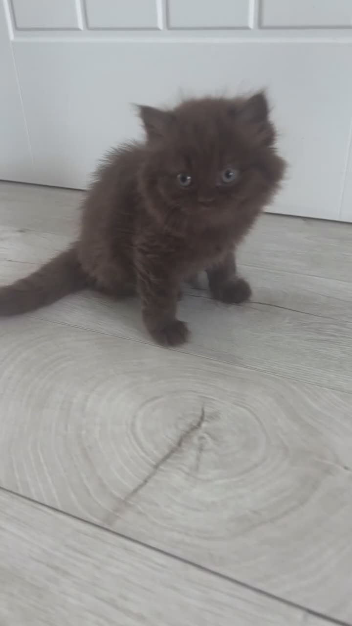 British Shorthair cats for sale: Chocolate Long Hair /Lilac Short Hair male Kittens - Video 1