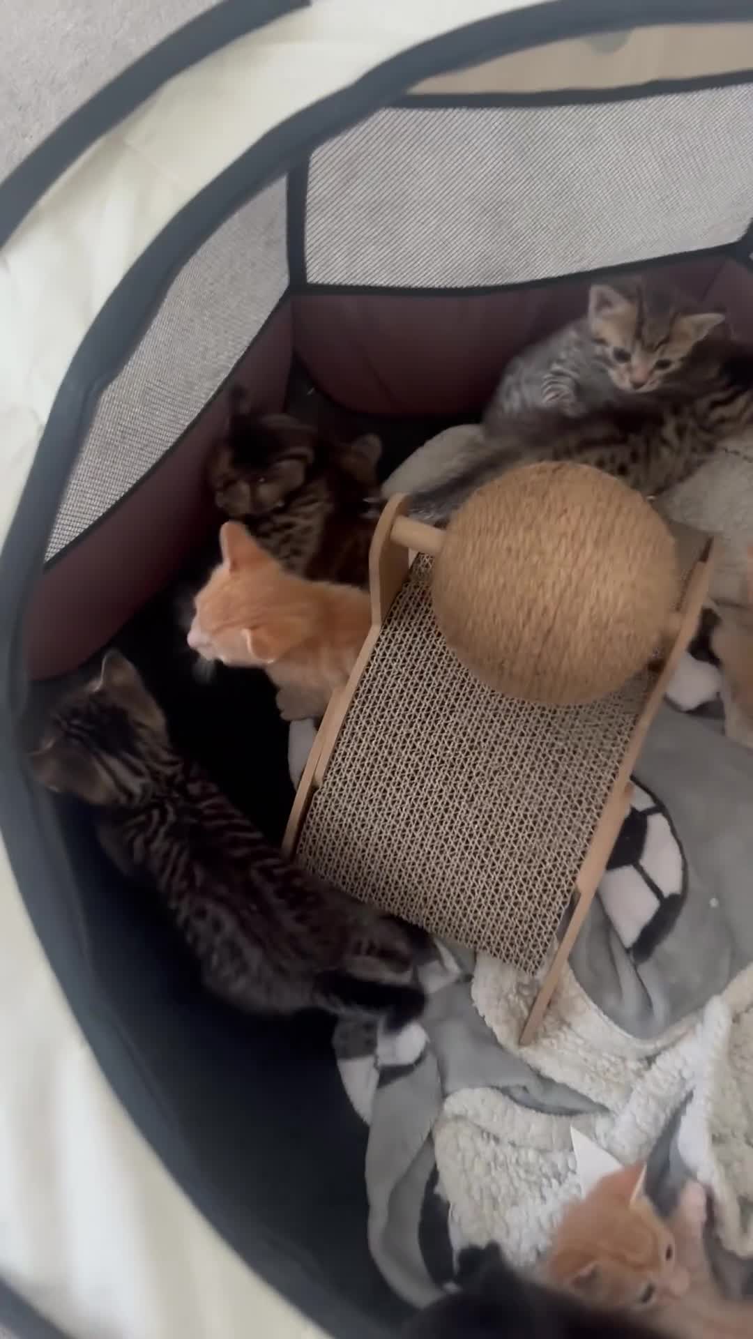 Bengal cats for sale: Mixed bengal kittens - ready 19/6/26 - Video 1