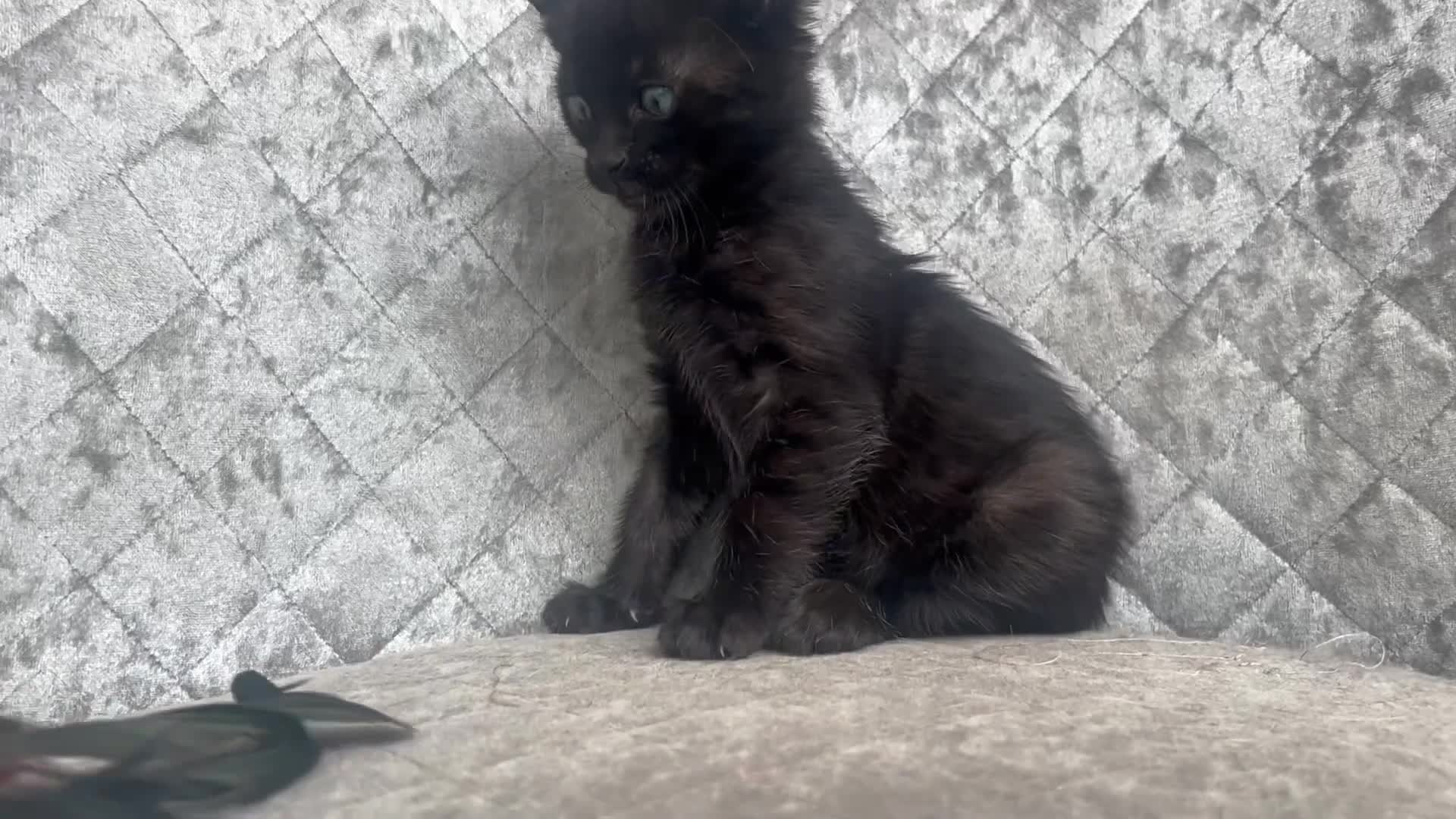 Bengal cats for sale: Female Blue & Black Smoke TICA Bengal kittens  - Video 4