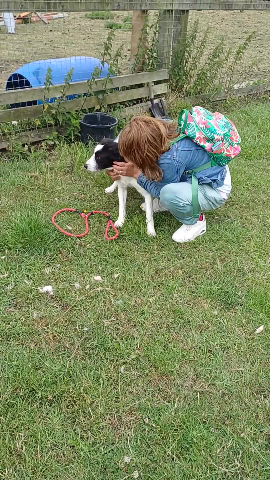 Mixed Breed dogs for adoption: Meet PANDA - a Superb Young Boy for a Loving Home in Leicester - Video 3