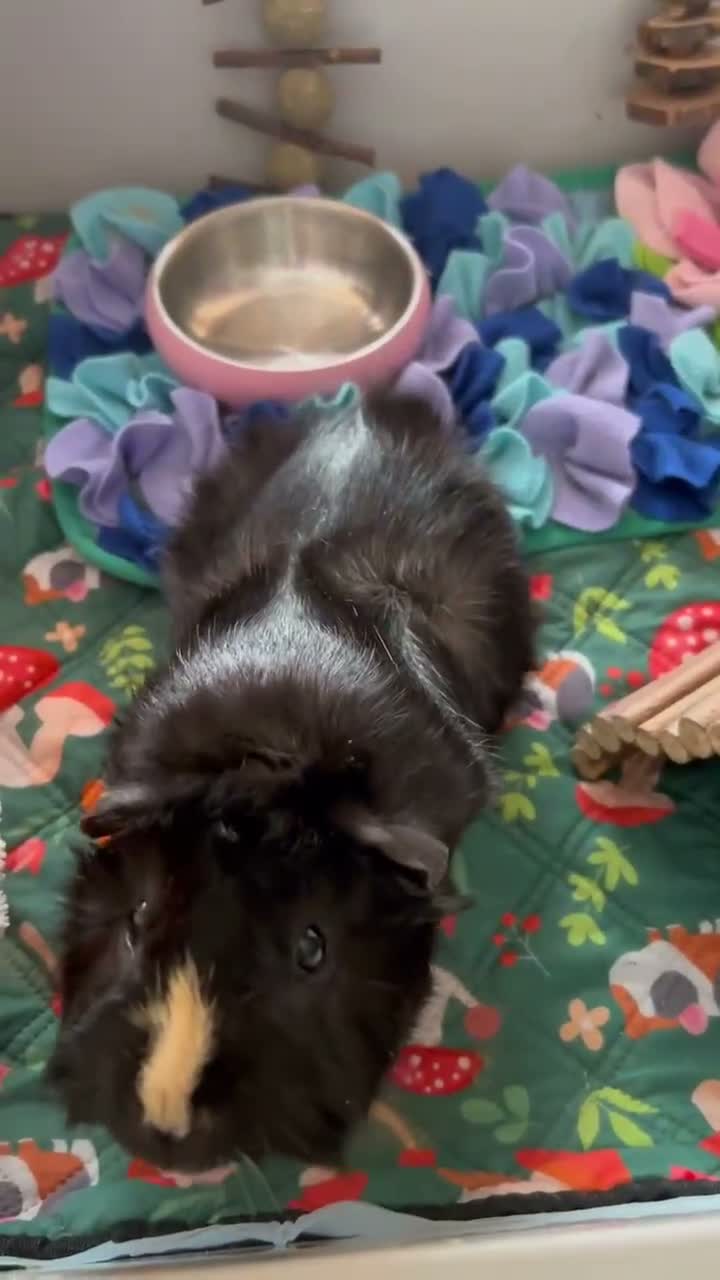 Guinea Pig rodents for sale: 11-Month-Old Male Guinea Pig + Cage & Accessories in Norwich - Video 1
