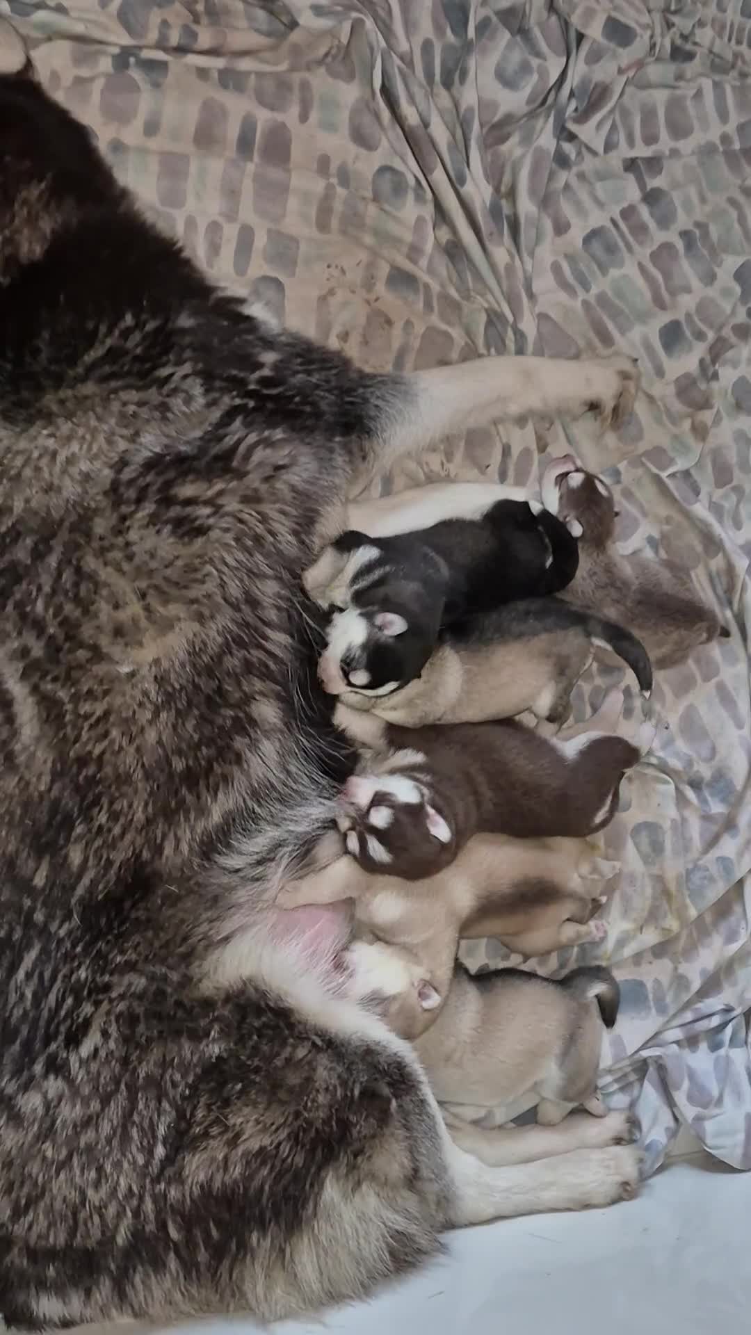 Siberian Husky dogs for sale: Beautiful Siberian Huskies  - Video 1