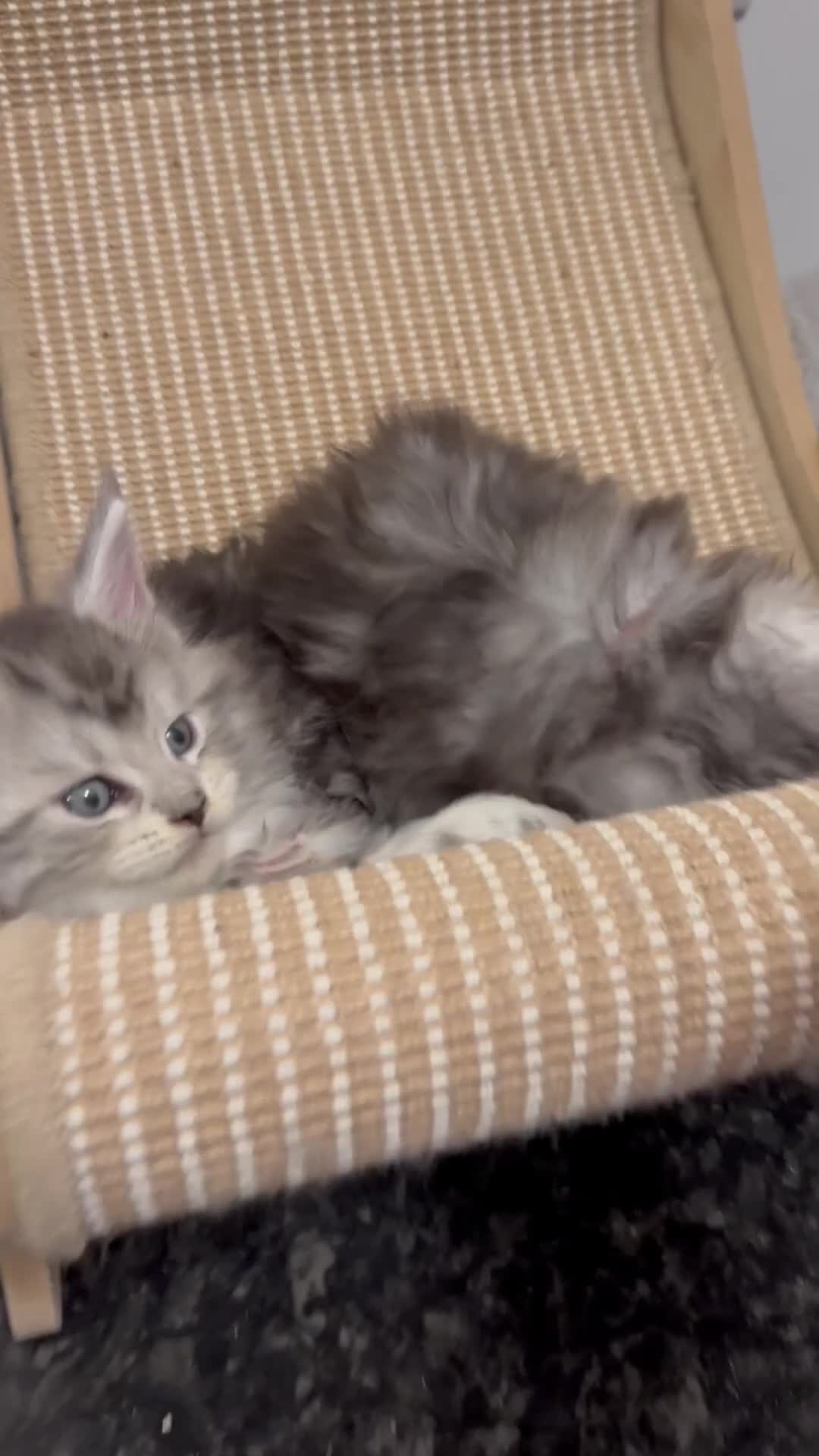 Maine Coon cats for sale: 🌟🌟Beautiful Maine Coon kittens🌟🌟 - Video 1