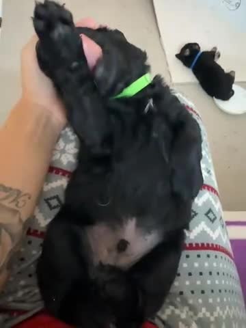 Goldador dogs for sale: Goldador x Labrottie Miniature Puppies for Sale - Video 2