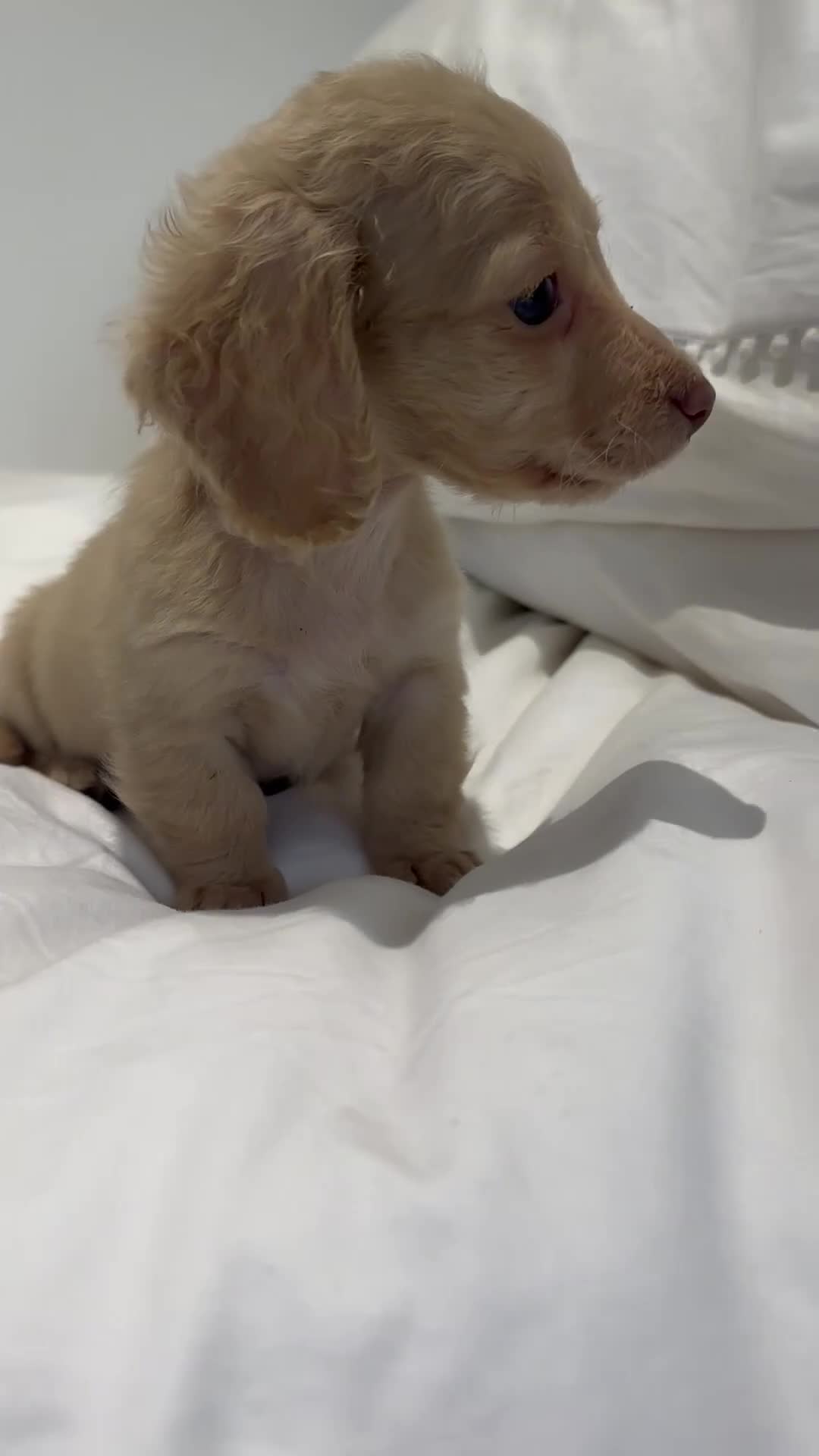 Miniature Dachshund dogs for sale: 👑 ✨MINI CREAM DACHSHUNDS✨👑 - Video 2