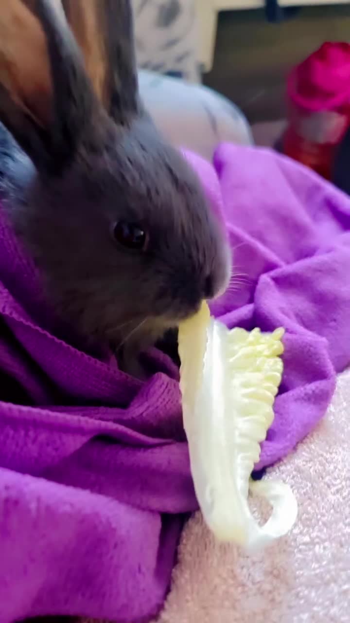 Alaska rabbits for sale: Alaskan rabbits - Video 3